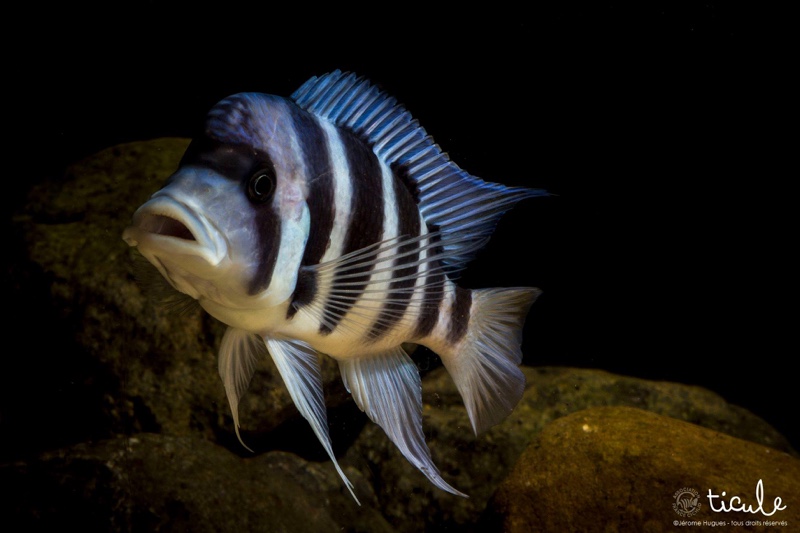 Cyphotilapia gibberosa 'Cape Mpimbwe'